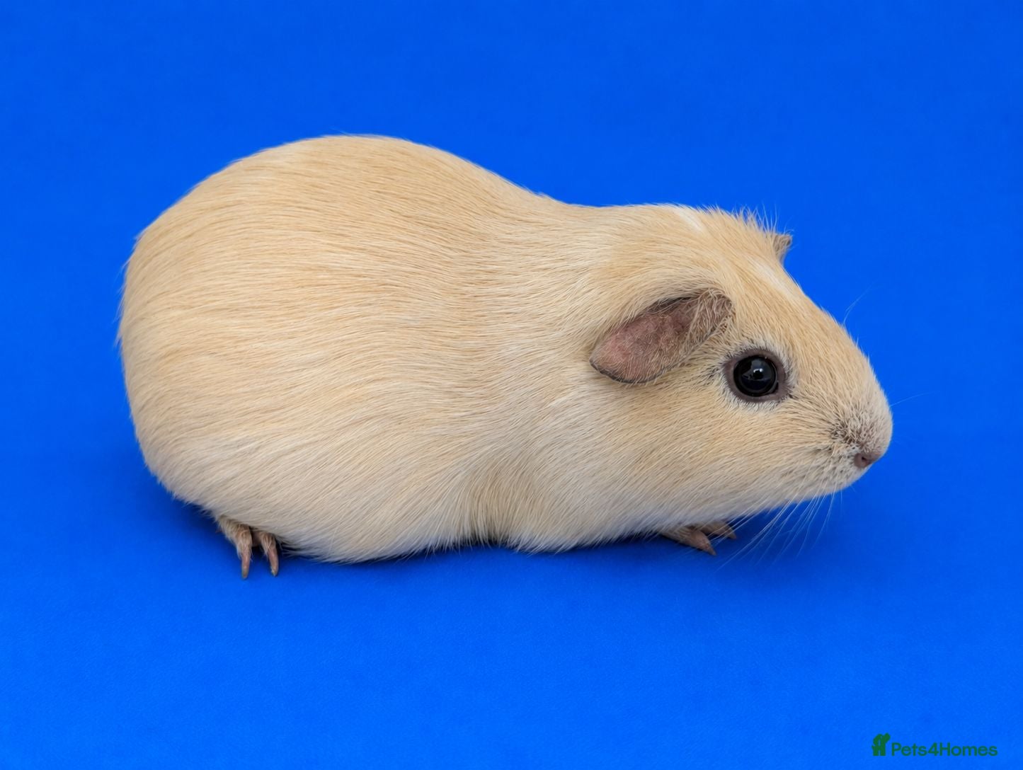 Guinea Pig rodents  Guinea pig girls  - Advert 3