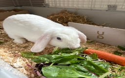 Polish rabbits for sale: Rabbit’s - Image 5
