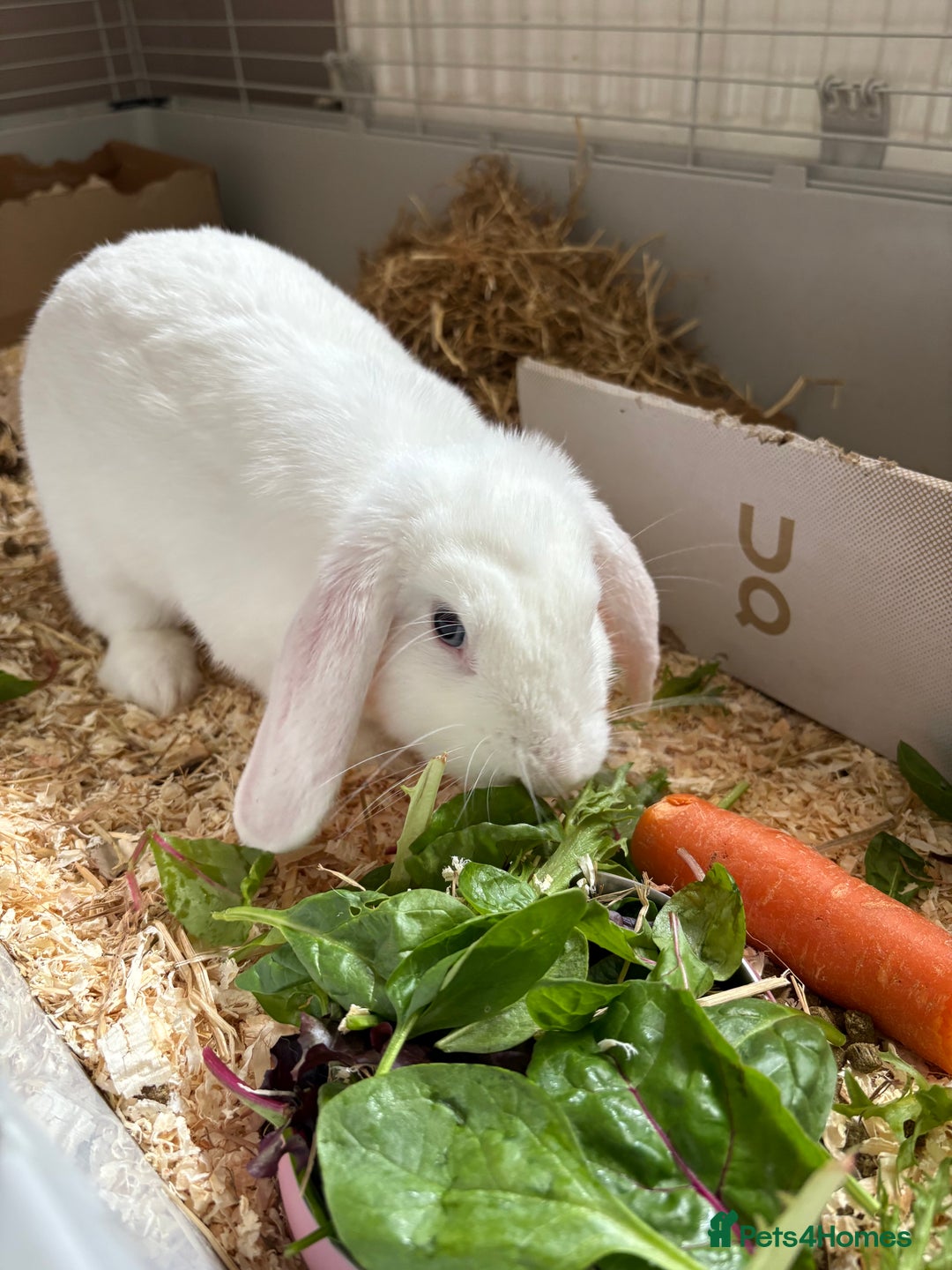 Polish rabbits for sale: Rabbit’s - Image 5