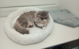 Persian cats for sale: Mother & daughter rehoming together pls - Image 8