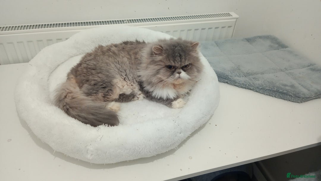 Persian cats for sale: Mother & daughter rehoming together pls - Image 8