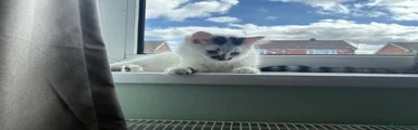 Kitten 1