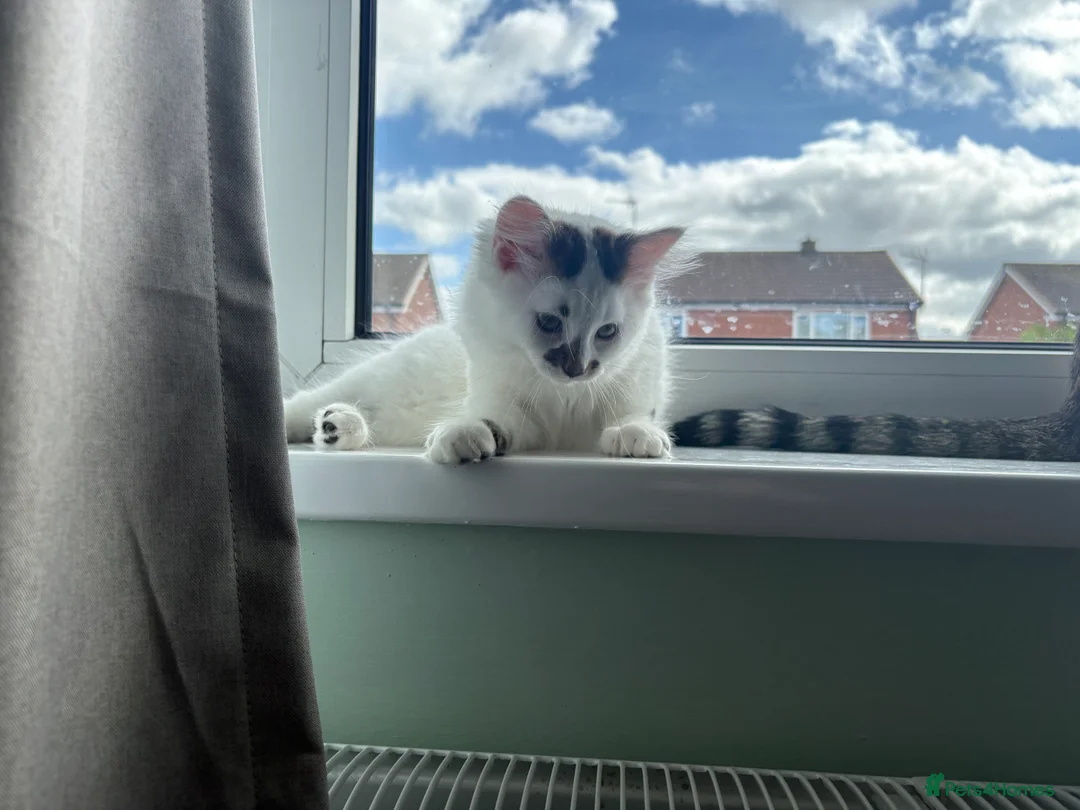 Mixed Breed cats for sale: 16 week old female kitten - Advert 2