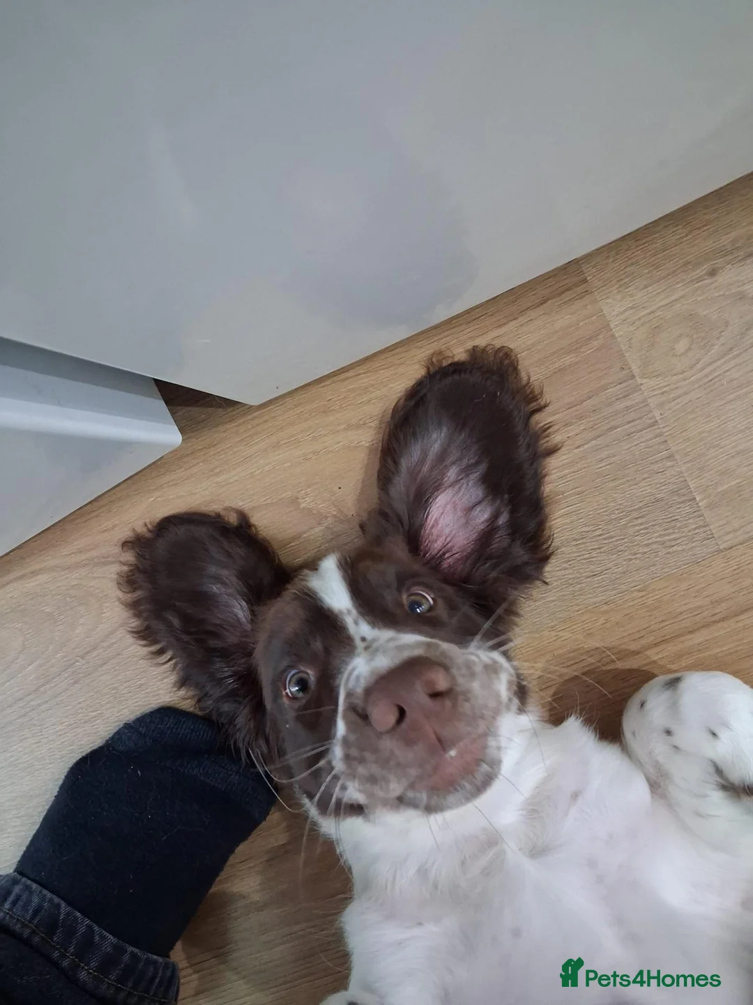 English Springer Spaniel dogs for sale: Springer Spaniel Boy for Sale in Ryde - Advert 7