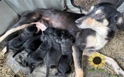 Mixed Breed dogs for sale: Outstanding sprollies pups for sale  - Image 22