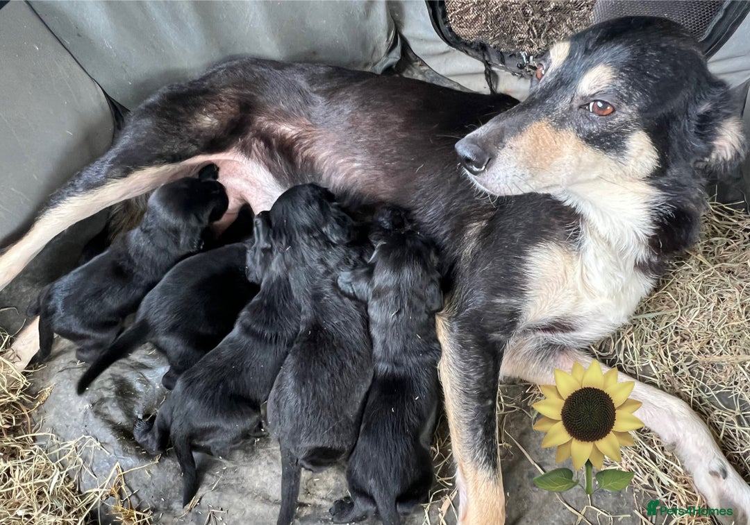 Mixed Breed dogs for sale: Outstanding sprollies pups for sale  - Image 22