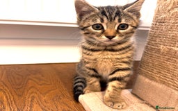 Bengal cats for sale: Sweet kittens - Image 6