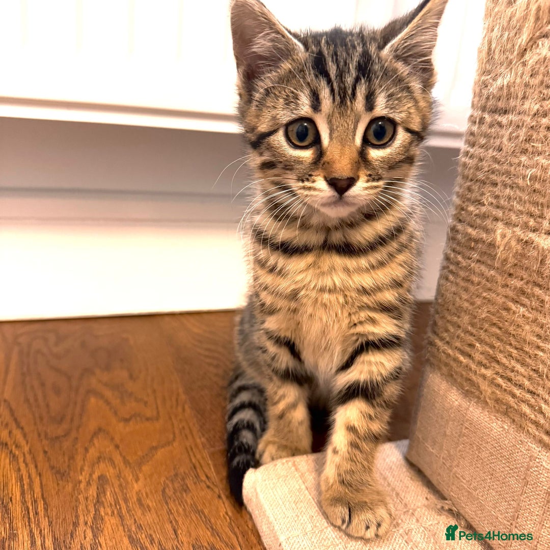Bengal cats for sale: Sweet kittens - Image 6