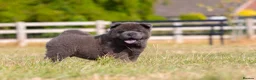 Chow Chow dogs for sale: Stunning smooth and fluffy ChowChow puppies  - Advert 15