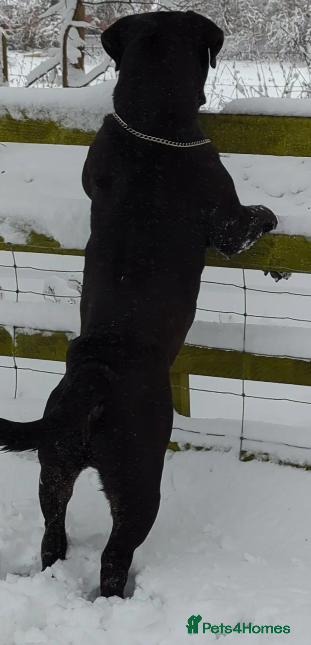 Mastiff dogs for stud: Black Boerboel for Stud in Batley - Advert 9