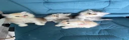 Persian cats for sale: Beautiful Persian Kittens Available forLovingHomes - Advert 7