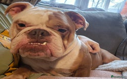 English Bulldog dogs for sale: English bulldog male - Image 11