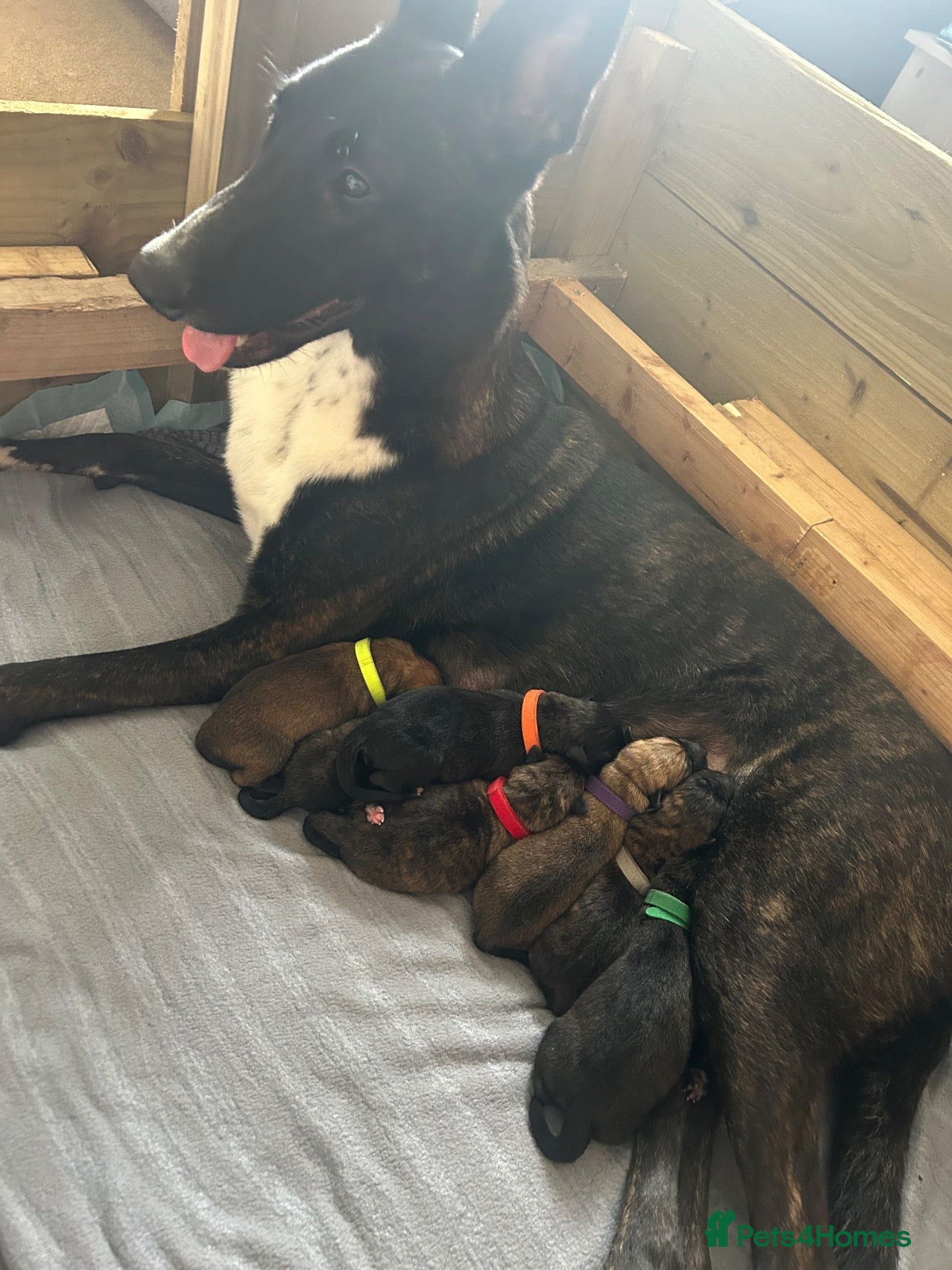 Mixed Breed dogs Belgian Malinois/dutch herder/german shepherd pups - Advert 5