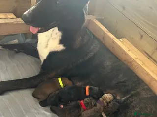 Mixed Breed dogs Belgian Malinois/dutch herder/german shepherd pups - Advert 4