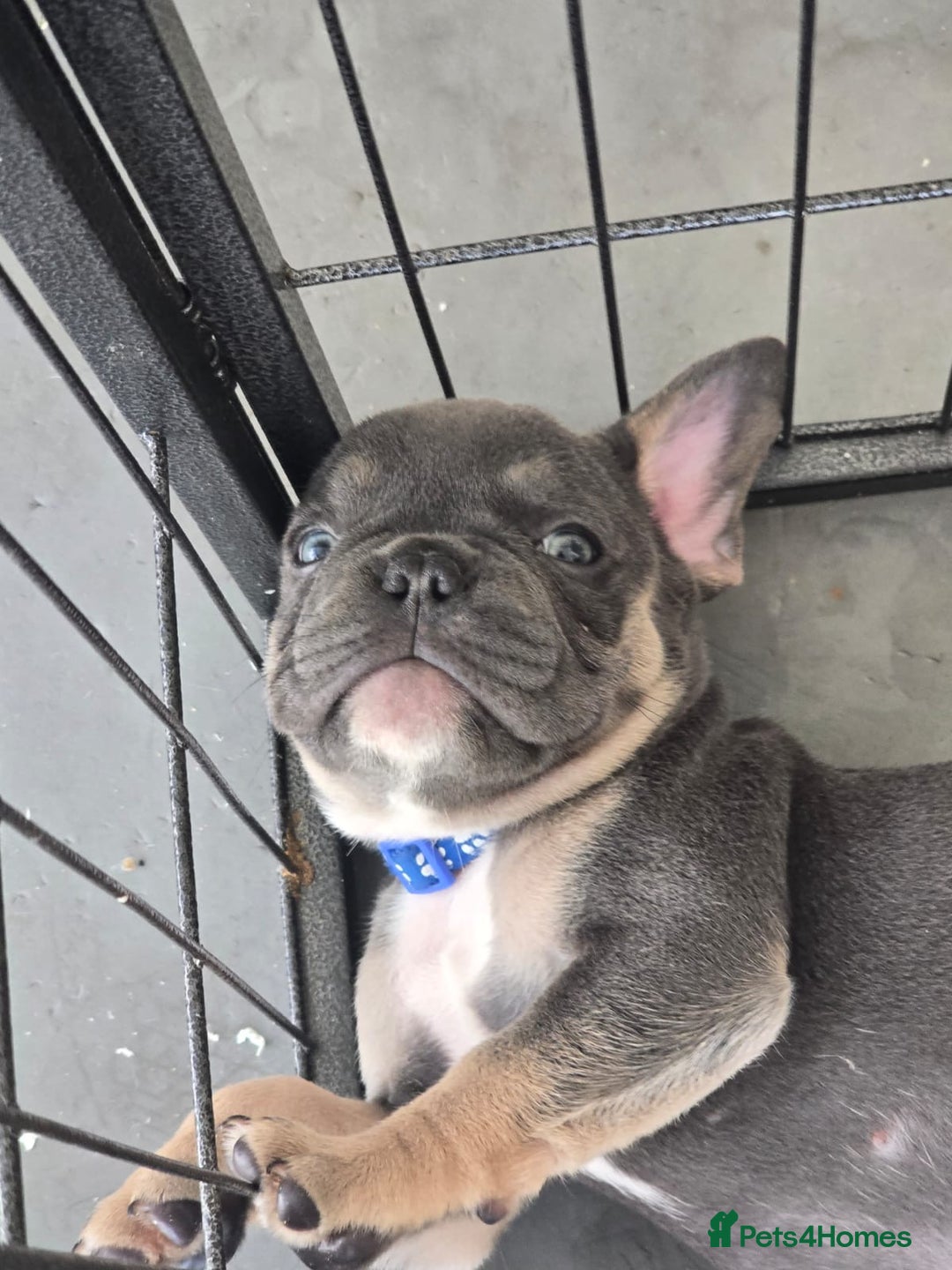 French Bulldog dogs for sale: One adorable female 🩷 French Bulldog Puppy  - Image 15