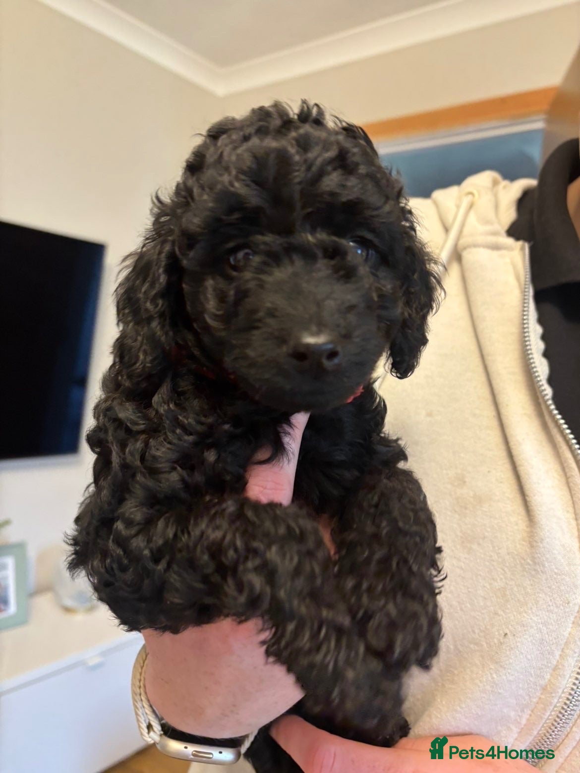 Cockapoo dogs Cockapoo puppies 1 black girl remaining  - Advert 4