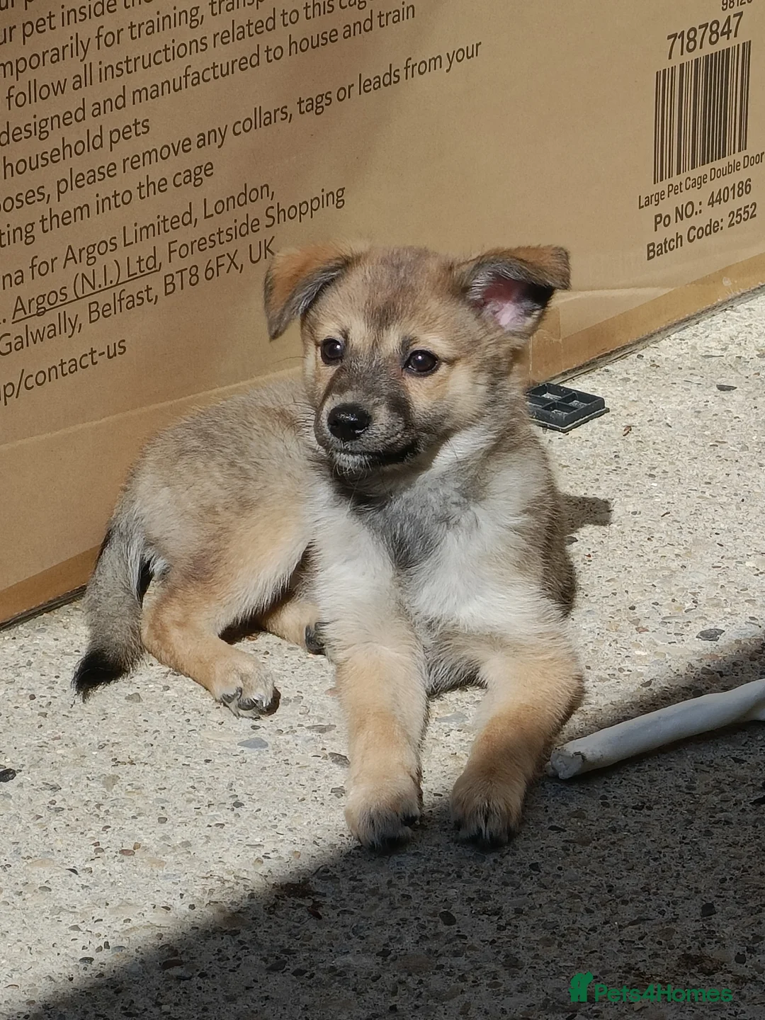 Mixed Breed dogs for sale: 4 months female German Spitz urgent  - Advert 1
