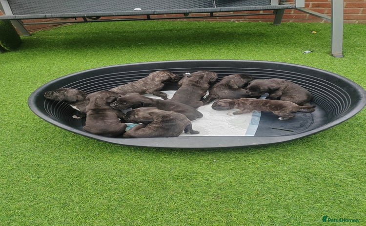 Cane Corso dogs - Advert 1