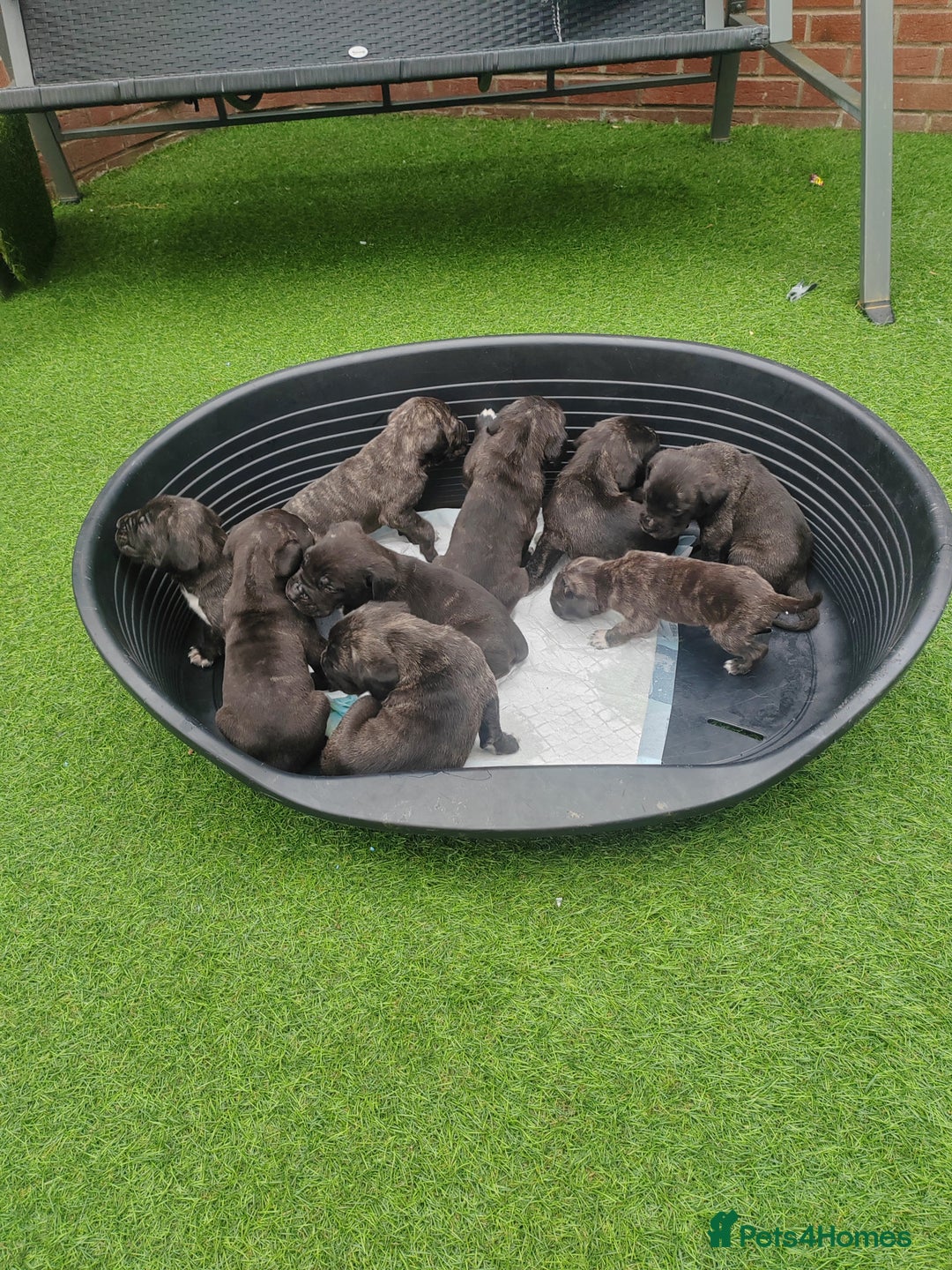 Cane Corso dogs for sale: Cane corso - Image 1