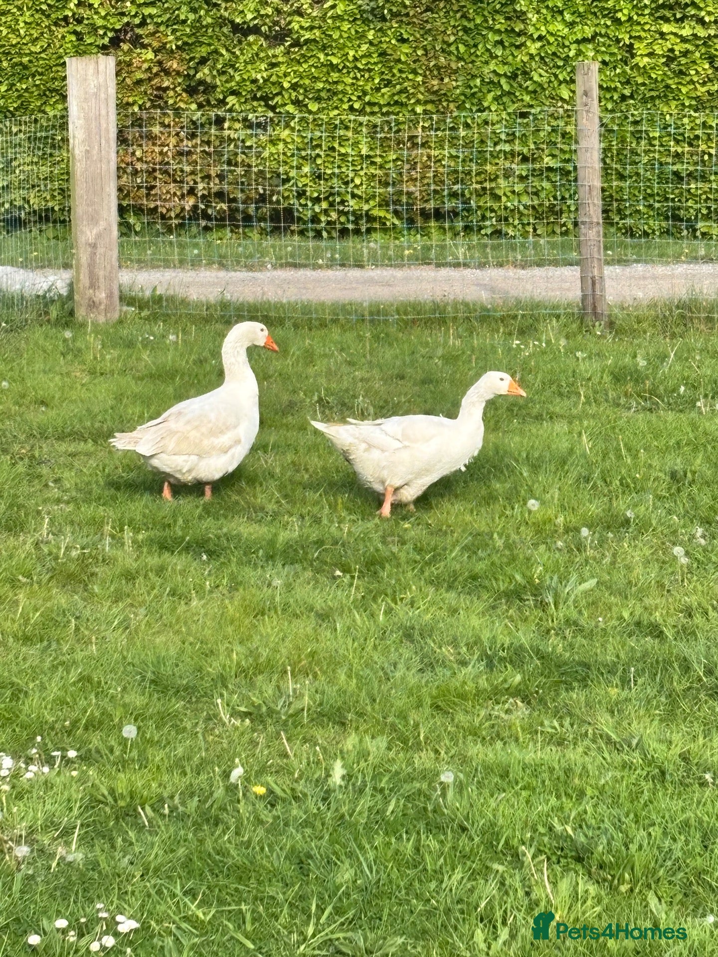 Geese poultry Breeding pair emden geese - Advert 2
