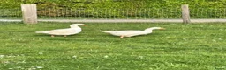 Geese poultry for sale: Breeding pair emden geese - Advert 1