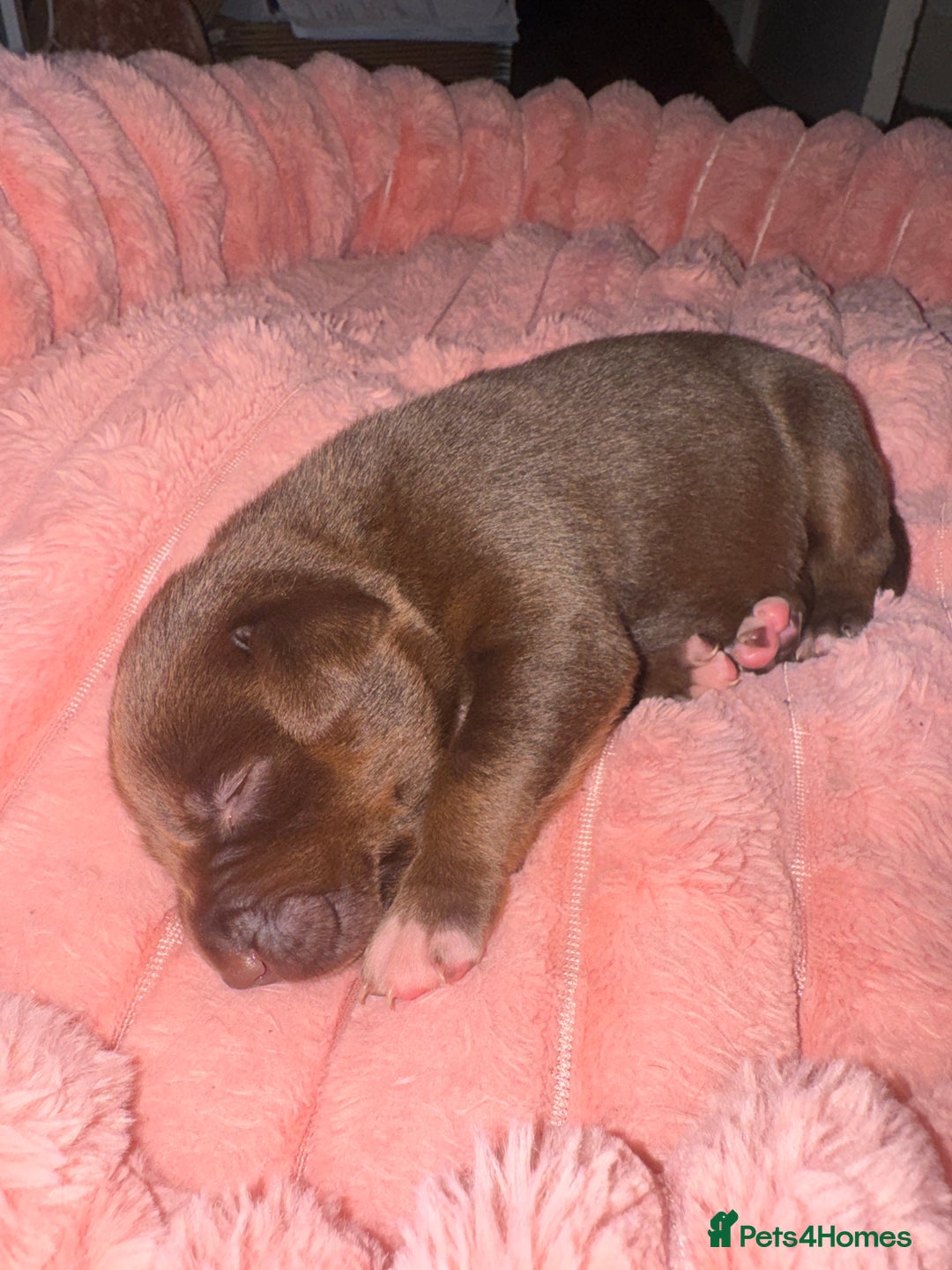Mixed Breed dogs for sale: Shar Pei cross breed X Labrador Puppies  - Advert 14