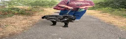 Mixed Breed dogs for sale: home needed for 21m old cane Corso/presa mix - Advert 3