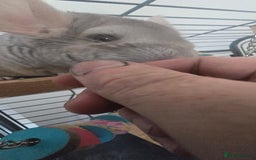 Chinchilla rodents for sale: 2 Female Chinchillas - Image 4