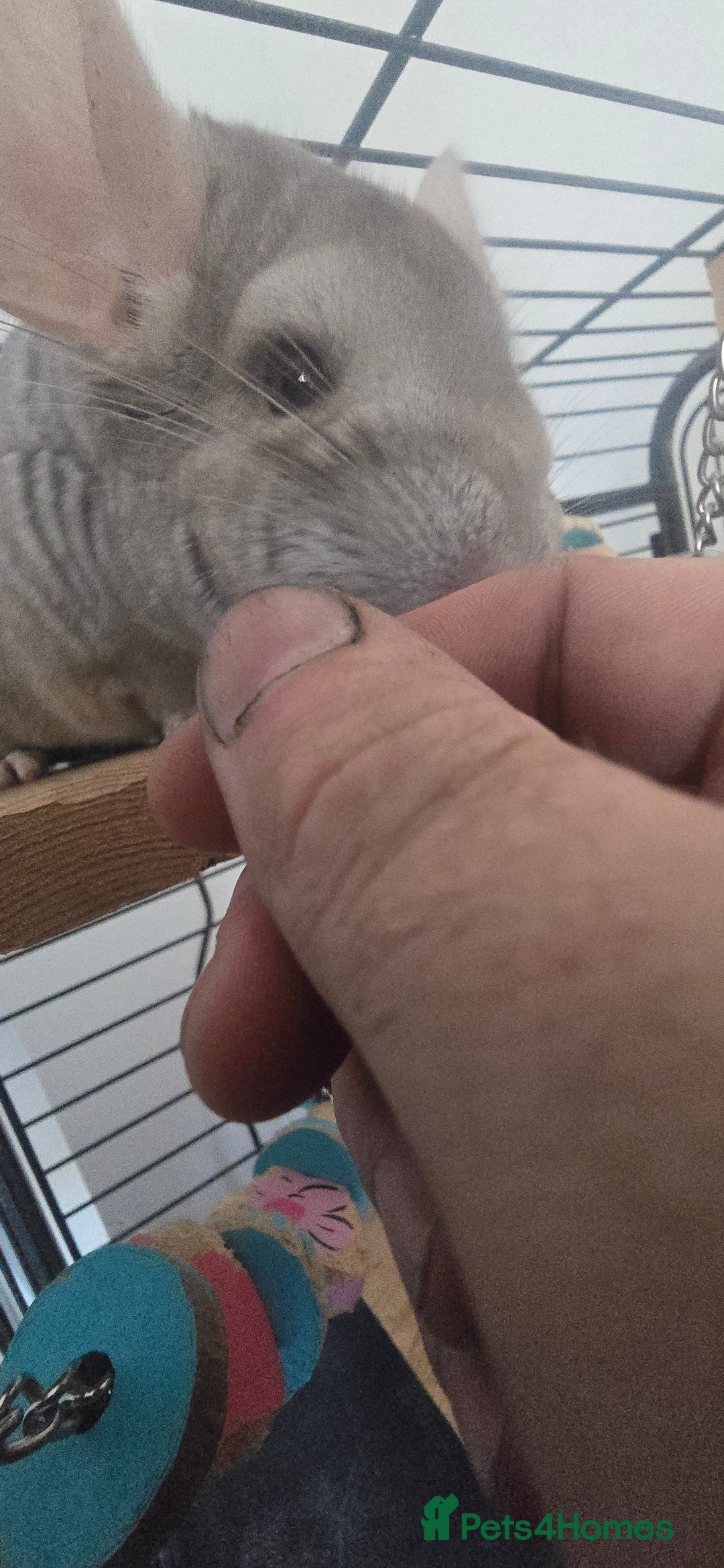 Chinchilla rodents for sale: 2 Female Chinchillas - Image 4