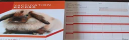 English rabbits for sale: Yurvac vaccinated purebred baby English rabbits! - Advert 16