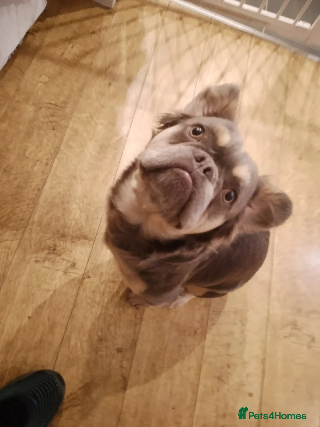 French Bulldog dogs for sale: Fluffy Frenchie in Bridgwater - Advert 2