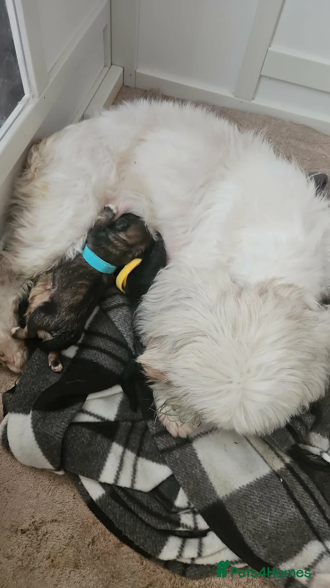 Shih Tzu dogs for sale: Shih Tzu puppies - Advert 2