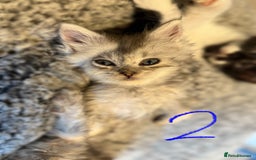 British Longhair cats for sale: 🩵BritishLonghair X Mainecoon Boys🩵 - Image 3