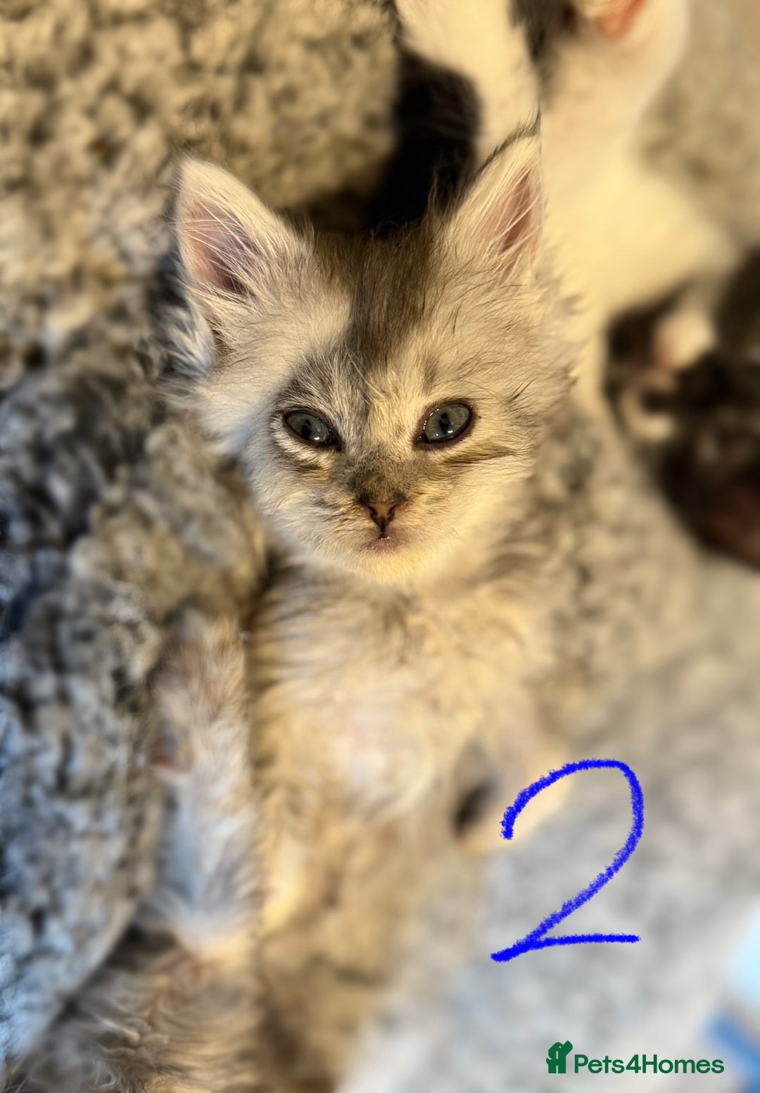 British Longhair cats for sale: 🩵BritishLonghair X Mainecoon Boys🩵 - Image 3