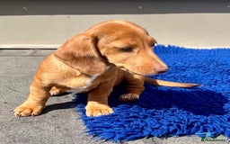 Miniature Dachshund dogs for sale: FULLY VAX KC MINI PRA CLEAR READY NOW  - Image 13
