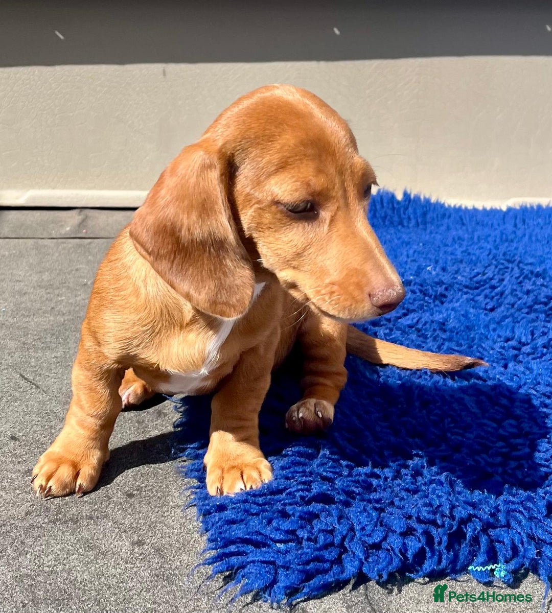 Miniature Dachshund dogs for sale: FULLY VAX KC MINI PRA CLEAR READY NOW  - Image 13