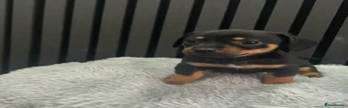 Chiweenie 2