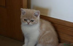Exotic cats for sale: Exotic pedigree kittens  - Image 6