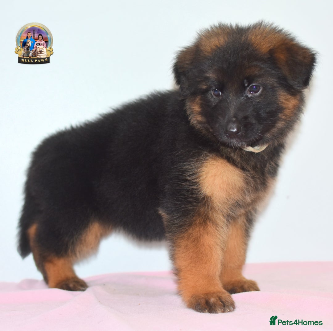 German Shepherd dogs for sale: German shepherd puppies  - Image 21