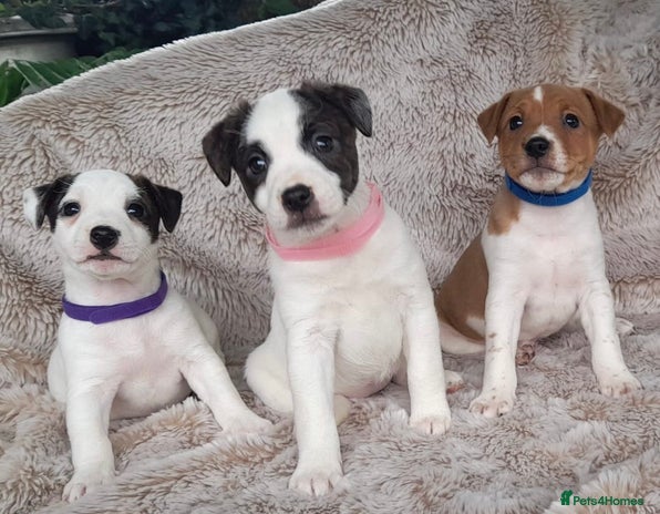 Jack Russell dogs - Advert 16