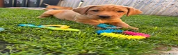 Labrador Retriever dogs for sale: Gorgeous KC Registered Fox Red Labradors  - Advert 20