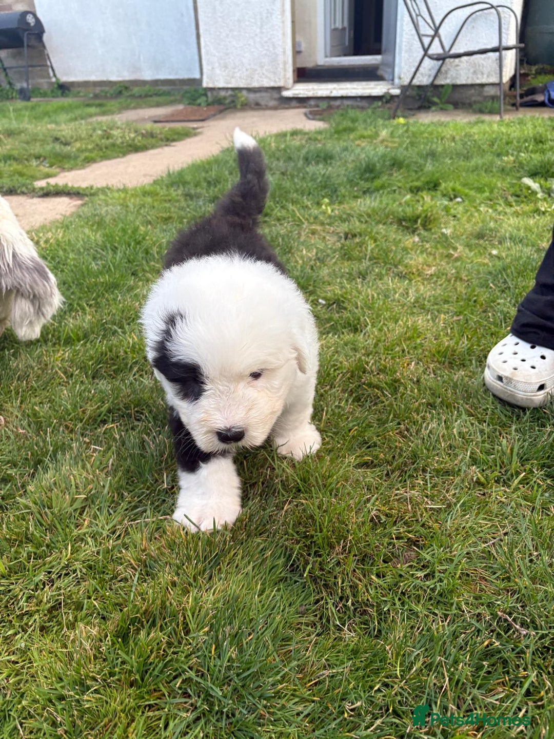 Old English Sheepdog dogs for sale: Beautiful Baby boy - Image 2