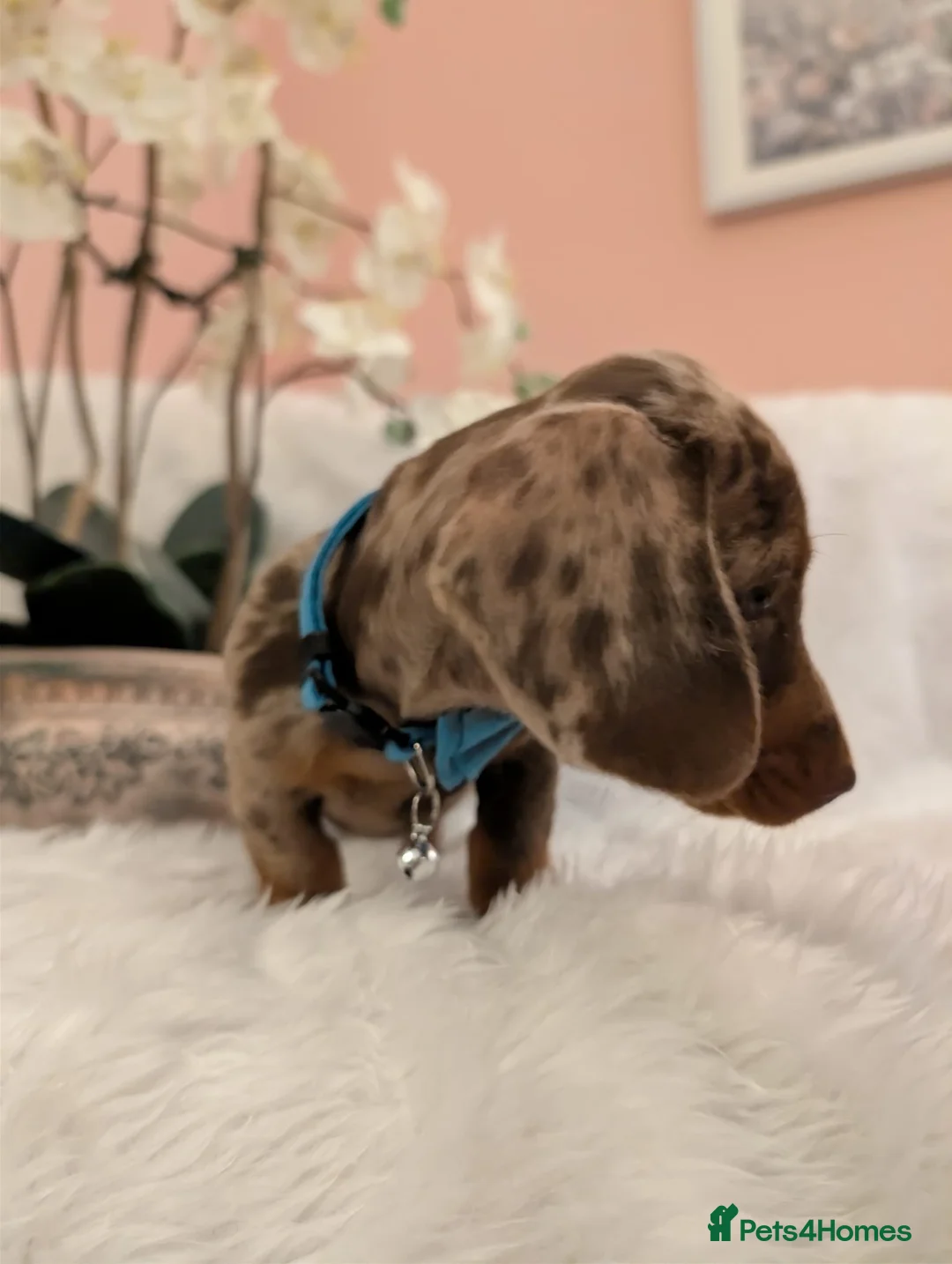 Miniature Dachshund dogs for sale: Miniature Dachshund Ready Now - Advert 8