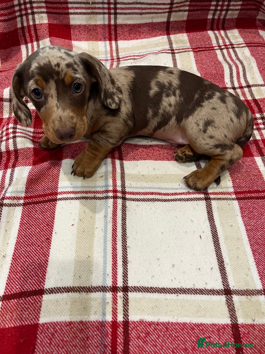 Miniature Dachshund dogs for sale: Miniature Dachshund puppies for sale - Advert 13