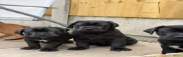 Cane Corso dogs for sale: Exceptional 88% Cane Corso / 12% Malinois Puppies in Preston - Advert 37