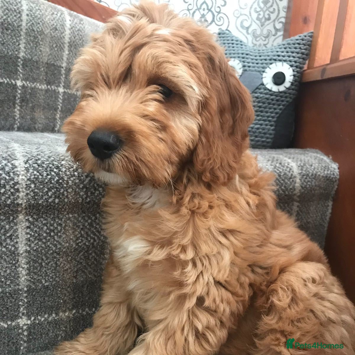 Cockapoo dogs Cute Cockapoo, Well Trained🥰 - Advert 1