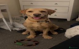 Mixed Breed dogs for sale: Male pointerdor for rehoming  - Image 1