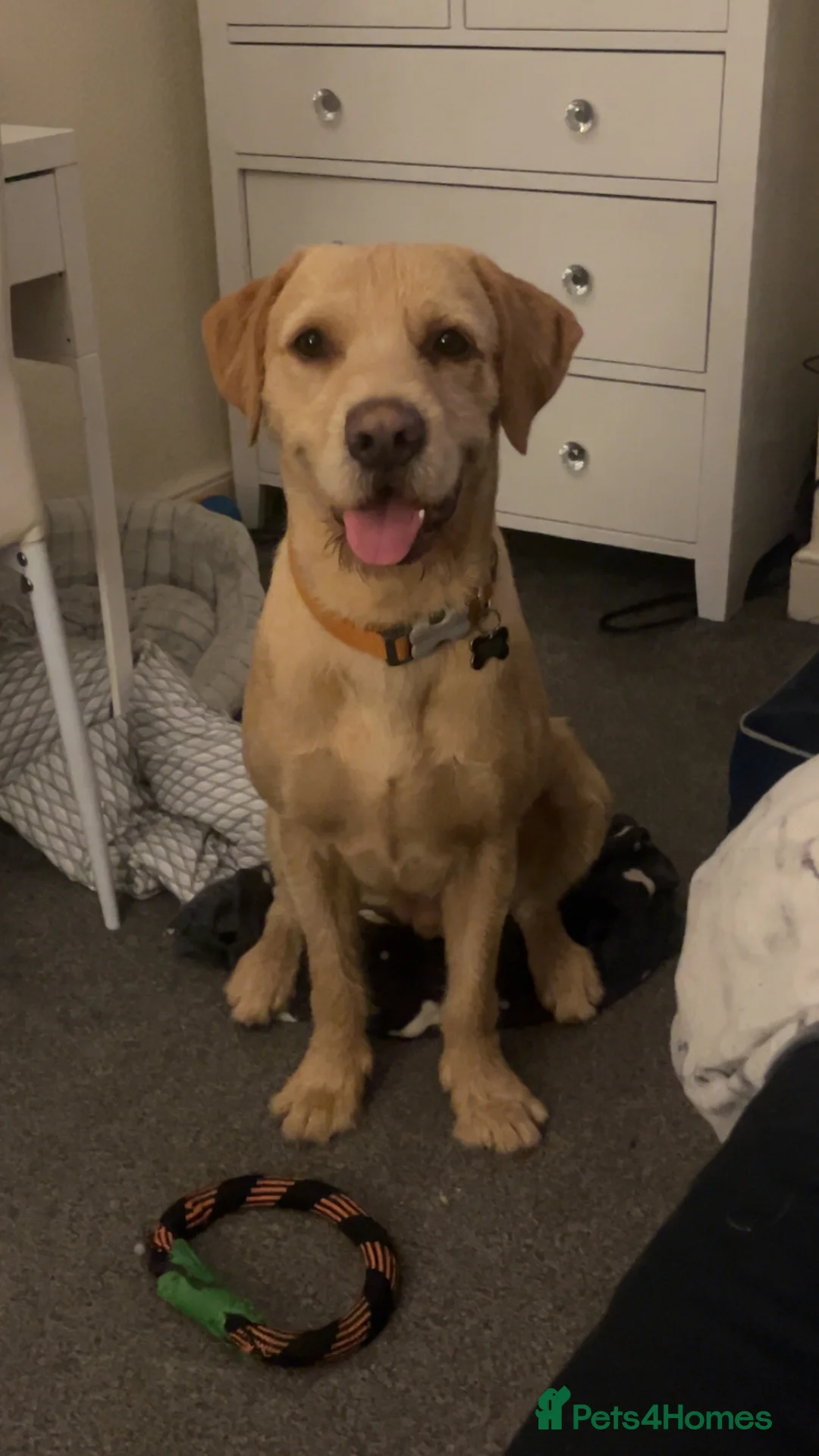 Mixed Breed dogs for sale: Male pointerdor for rehoming  - Advert 1