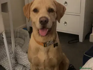 Mixed Breed dogs Male pointerdor for rehoming - Advert 14