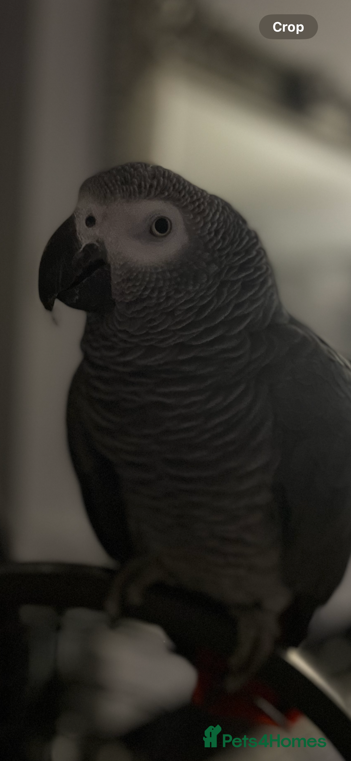 Parrots birds African Grey Parrot – Exceptional Talker  - Advert 1